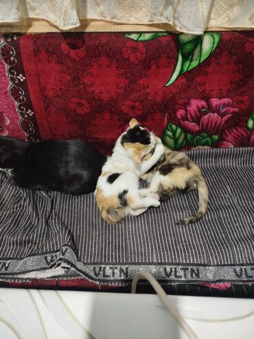 Отдам даром кошку: Котята трёхцветной окраски - Домашние котята с ярким черепаховым и — 12