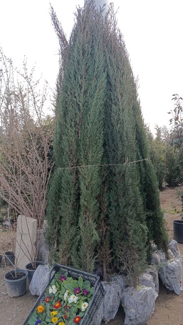 Şitillər: Dekarativ agaclarin satisi — 8