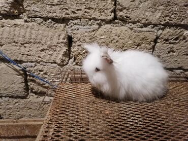karlik dovşanı: Karlık 3 aylıqdır erkek ve dişi cutu 50 manat.saglam cınc