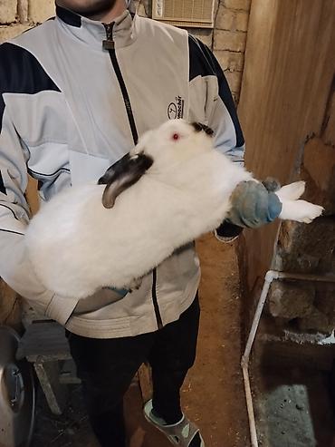 Dovşanlar: 🐇 Velikan və Kaliforniya Dovşanları Satılır Təmiz qan xəttindən olan — 4