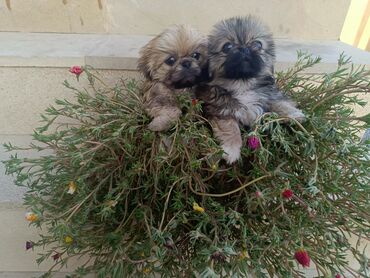 keci balası: Pekines, 2 ay, Dişi, Pulsuz çatdırılma