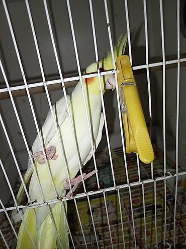 korella qus: Nymph (cockatiel) – sarı/albino rəng çaları - Gözəl sarı çalarlı ağ — 3