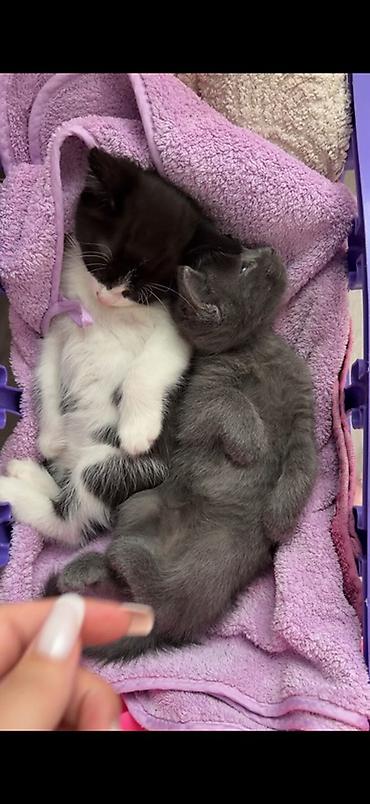 кошки бишкек купить: Котята домашние, помёт из трёх малышей: - Полосатый тигровый котёнок с — 3