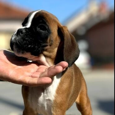 krevetići za pse: Štenci Nemačkog boksera vrhunskog kvaliteta, vakcinisani i spremni za