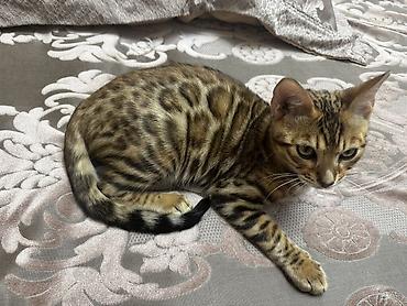 куплю кошку: Бенгальская, 4 месяца, Мальчик, Приучена к лотку, Проглистована, С прививками — 6
