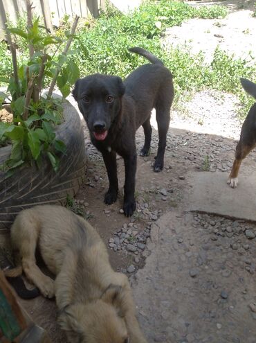 собачк в Кыргызстан | ИГРУШКИ: Собачки большие и маленькие.ищем любящих хозяев все привитые с
