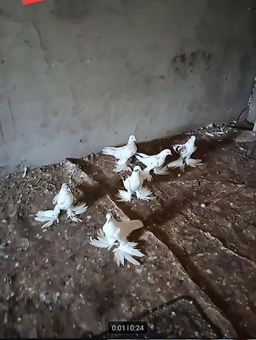 tutu quşu: Tam sağlam quşlardi erkek mayadi — 1