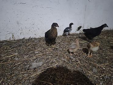 bakida cins ineklerin satisi: Toyuq cücələri, Damazlıq — 1