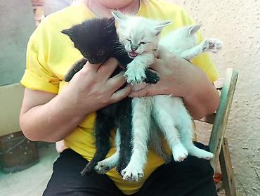 сливы пантеры с коттеджа: Котята от домашней кошки с пушистым хвостом и светлым окраcом (по типу — 3