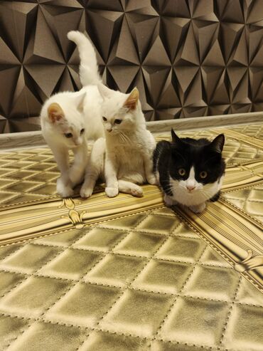 Pişiklər: Yaxşı əllərə — 6