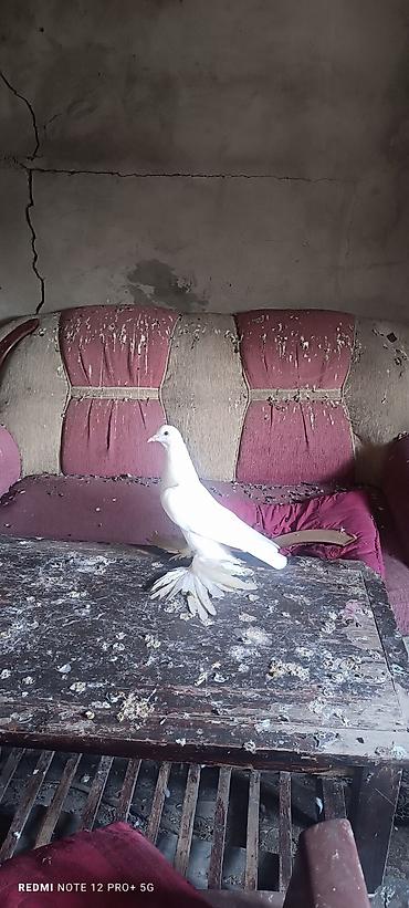 питомники кошек в баку: Maya quşdu bala verəndi iri lələklidi — 1