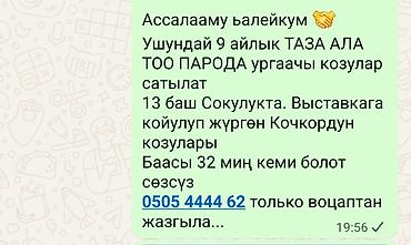когучкон бишкек: Козулар сатылат таза АЛА ТОО ПАРОДА УРГААЧЫ КОЗУЛАР 9 айлык — 4