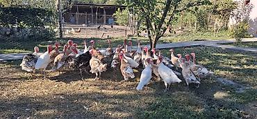 hinduşka: Məhsul: Hinduşka sürüsü (müxtəlif rəng və çalalarda) qiymət razılaşma — 10