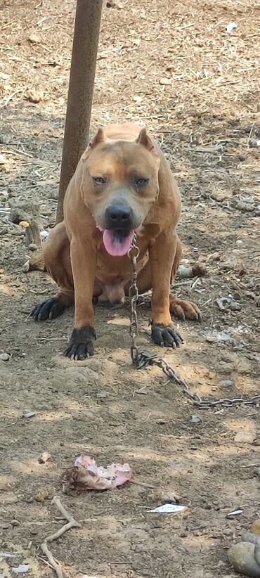 döyüş itləri: Pitbul, 1 il, Erkek, Ünvandan götürmə
