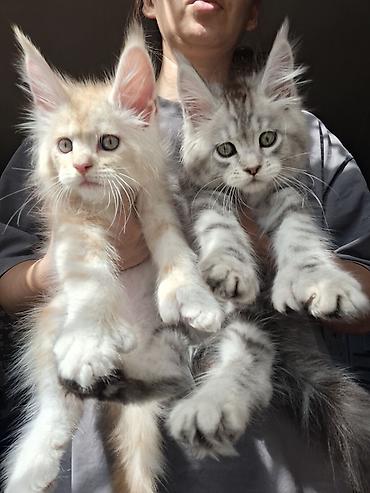 продаю чихуахуа: 🐾 ЭКСКЛЮЗИВНЫЙ КОТЁНОК МЕЙН-КУН ПОЛИДАКТ 🐾 Предлагается к продаже — 10