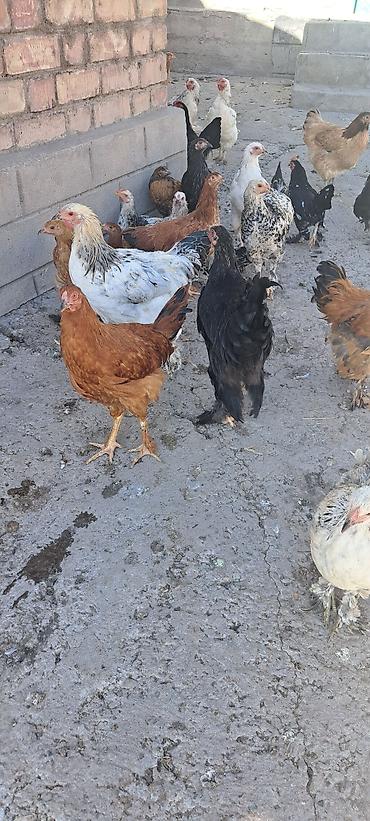 брамы: Продаю | Куры | Брама | Для разведения — 4