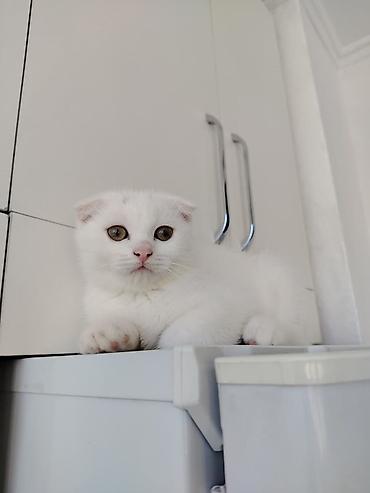 Şotland yastı qulaq lalafo.az -da Şotland yastı qulaq