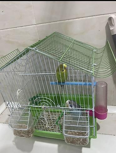 Попугай 🦜 сатылат 2штук