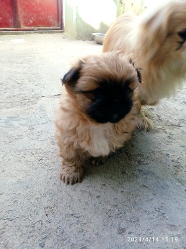 balaca şirin itlər: Pekines, 2 ay, Erkek, Peyvəndli, Ünvandan götürmə