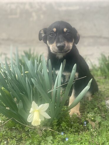 пропала собака объявление: 🐶Чернявка🐶 Ищем дом, возраст около 2 месяцев, обработана от всех