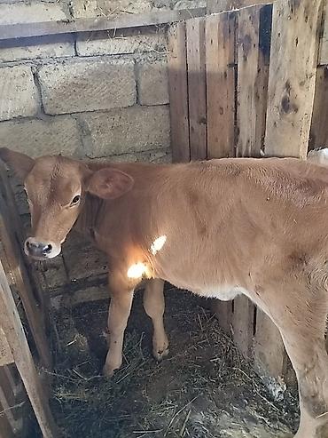 simmental inekler: Salam aleykum qapısına sakit sağlam heyvan istəyən buyurub gelsin — 2