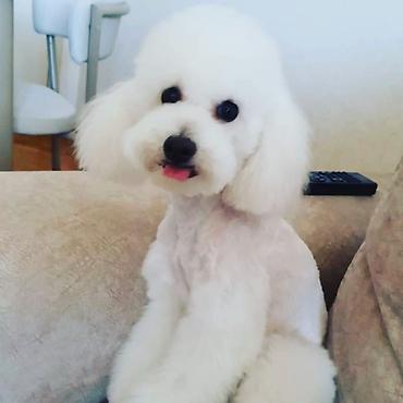 İtlər: Pudel, 6 ay, Dişi -da lalafo.az — 16 İtlər: Pudel, 6 ay, Dişi — 16