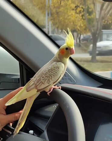 Tutuquşları: Salam bayram endi̇ri̇mləri̇ davam edi̇r . Bi̇ldi̇rmək i̇stərdi̇mki̇ — 4