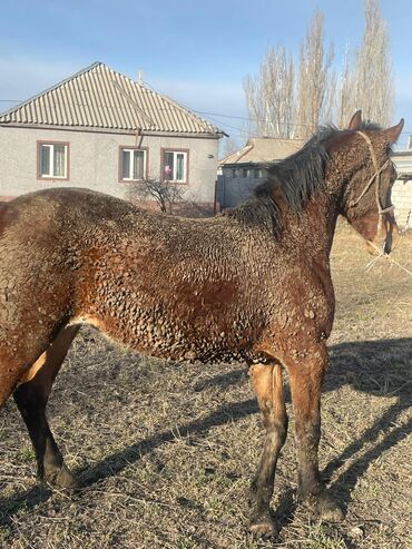 Лошади, кони: Продаю | Кобыла (самка) — 7