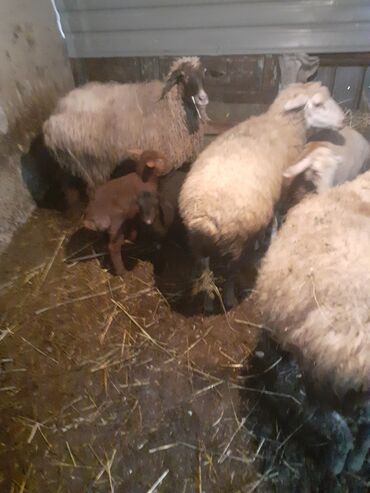 Qoyunlar, qoçlar: 1ci 2ci 4cü qardilar 470 deylir balali cidi şexsler zeng vursun -da lalafo.az — 9 Qoyunlar, qoçlar: 1ci 2ci 4cü qardilar 470 deylir balali cidi şexsler zeng vursun — 9