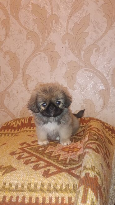 İtlər: Pekines, 3 ay, Dişi, Ünvandan götürmə