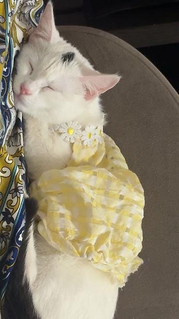 котик белый: Детское платье, цвет - Белый, Новый — 2