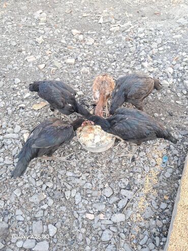 Toyuqlar: Heyratı çolpalar super cins,cavan saglam heyvanlardi -da lalafo.az — 10 Toyuqlar: Heyratı çolpalar super cins,cavan saglam heyvanlardi — 10