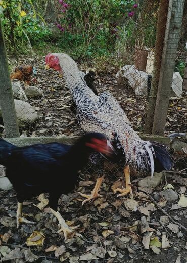 Xoruzlar: Təsvir:salam.hər heyvanın öz qiyməti var hamsını götüren olsa biraz — 6