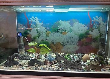 akvarium gəncə: Dördbucaq akvarium, Boş, 320 l, Ünvandan götürmə — 3
