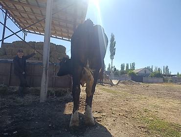 Продам с/х животных: Продаю | Корова (самка) | Для молока — 4