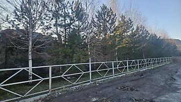 Берёза: Саженцы — 11