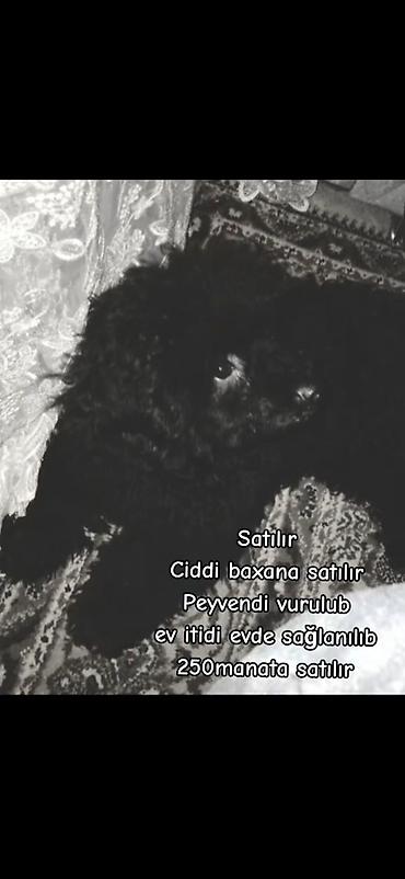 Pudel, 1 il, Erkək, Peyvəndli, Ünvandan götürmə