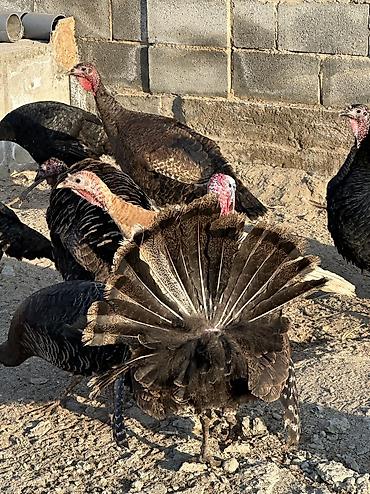 Птицы: 9 самок и 5 петухов 
Молодые крупные — 6