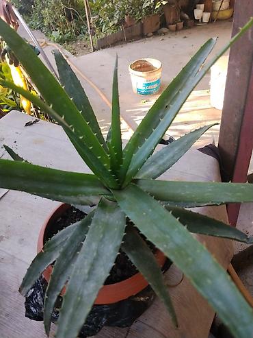 Алоэ: Алоэ (Aloe) в горшке - Суое тенистое растение с розеткой длинных — 2