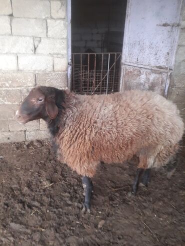 Qoyunlar, qoçlar: Qoyun – yerli ətlik/yunlu cins - Rəng: qəhvəyi yun, qara baş və qara — 1