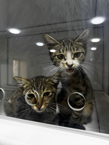 Pişiklər: Tabbi, Erkək, Dişi, Yaxşı əllərə, Pulsuz çatdırılma -da lalafo.az — 10 Pişiklər: Tabbi, Erkək, Dişi, Yaxşı əllərə, Pulsuz çatdırılma — 10