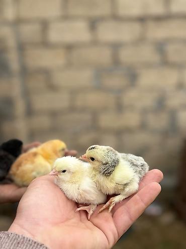 qizil qus: Salam 1 aylığ 1 heftelik 20 günnlük cücələrin satışı münasib qiymətə — 1