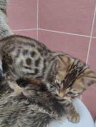 кошки в добрые руки: Бенгальская, 2 месяца, Мальчик, Приучена к лотку