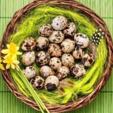 гнездовой домик для волнистых попугаев: Продаю яйца инкубационные 🐣 перепелов Техас и Феникс под заказ