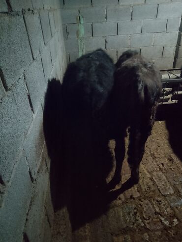 Коровы, быки: Продаю | Музоо, торпок | Полукровка | На откорм | Привязанные — 11