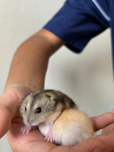 Хомяки: Карликовые хомячки (джунгарики). Два окраса: - песочный (кремово‑рыжий — 6