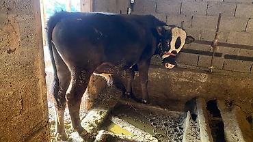 Коровы, быки: Продаю | Бык (самец) | Привязанные — 2