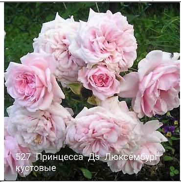 Rose saplings: Кустовые розы — сорта: - Э Шропшир Эд (№534): густомахровые — 27