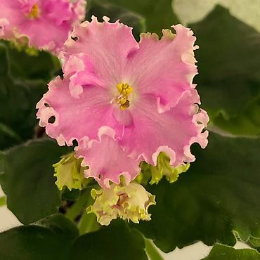 Фиалки и глоксинии: Продам! 1 Детки стандартных сортовых фиалочек. Цена за детку от 80 — 22