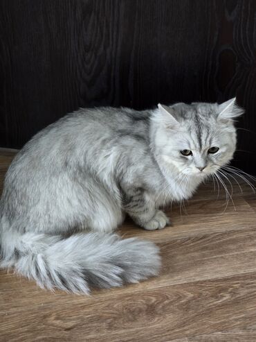 рэгдолл кошка купить: Скотиш Страйт (Шотландская прямоухая), 9 месяцев, Мальчик, Серебристая шиншилла, Приучена к лотку